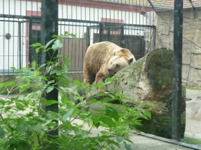 Svět zvířat - Medvěd