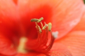 Život květin - Kytka