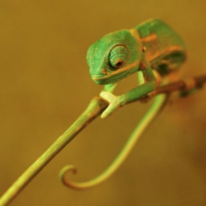 Svět zvířat - Chameleon jemenský