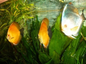 Eliška Rybárská - Zlaté rybky