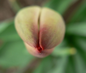Barevná abstrakce - Tulipán