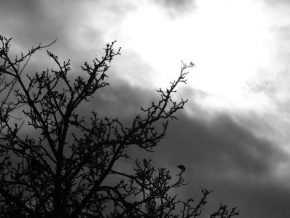 Černobílá poezie - Klid před  bouří