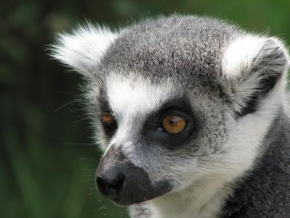 Frantisek Ondok - Lemur