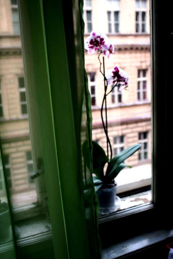 Orchidej v okně