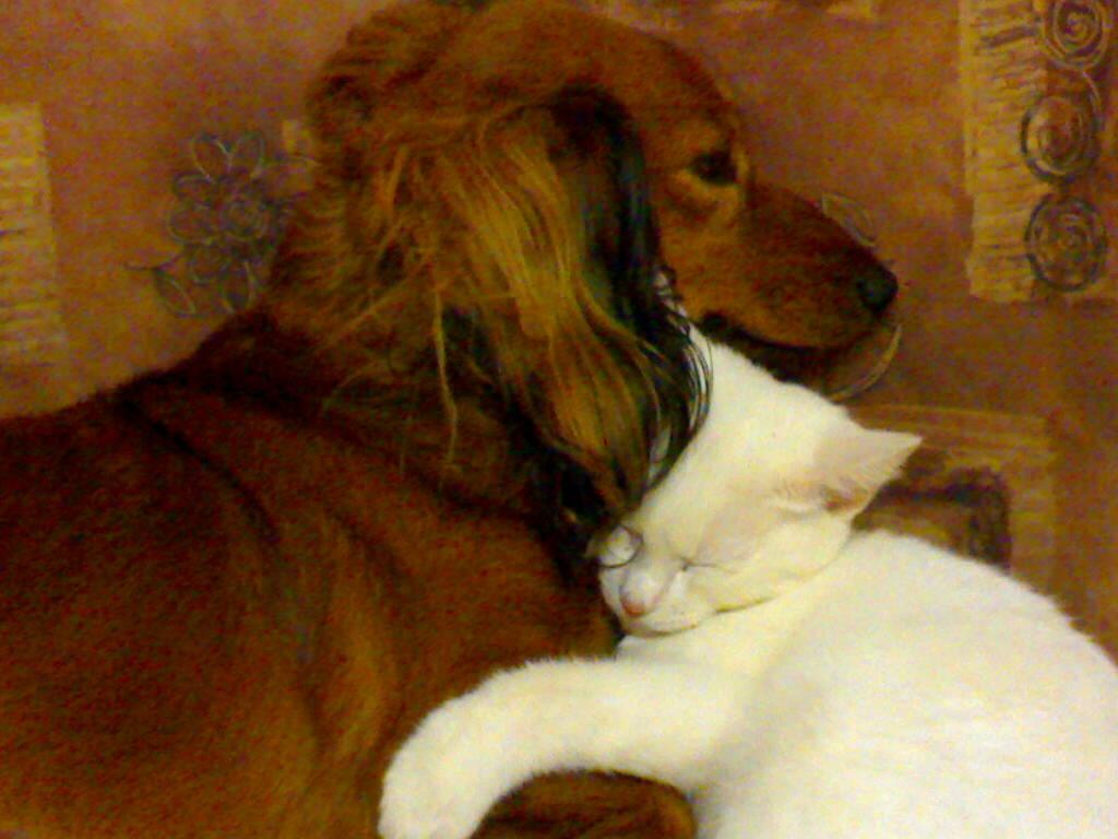 Pes a kočka
