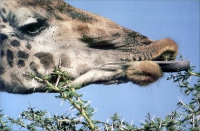 Barbora Minárová - žirafa