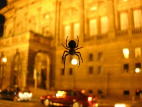 Dlouhé noci a život po setmění - Pavouček pro štěstí
