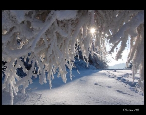 Fotograf roku v přírodě 2010 - Zima bílá