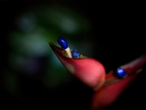 Život květin - Modrá tykadla