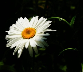 Život květin - Ve stinu schovana