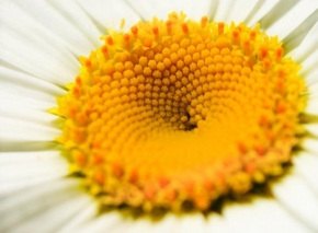 Život květin - Uvnitř kopretiny