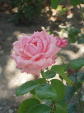 Alžbeta Lozovská - Zlatý rez v ružovom