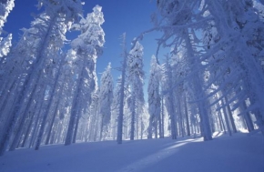 Fotograf roku v přírodě 2010 - Šumava čerstvě pod sněhem