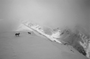 Fotograf roku v přírodě 2010 - Na najvyšší hoře pohoří Pirin - Bulharsko