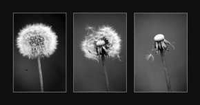 Černobílá poezie - Fotograf roku - Kreativita - "Blowballs"