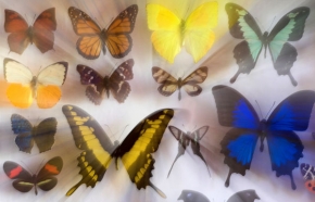 Barevná abstrakce - Sbírka motýlů