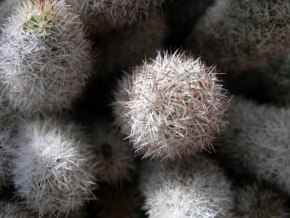 Fotograf roku v přírodě 2010 - Někde vyrůstá kaktus, ale tam my nevidíme...