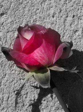 Lenka Rennerová - Růže
