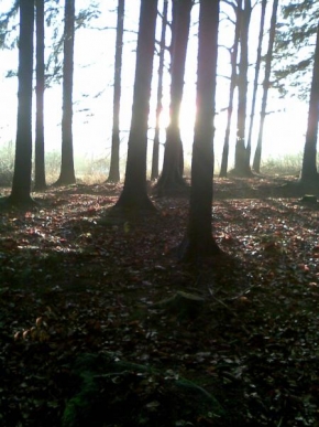 Fotograf roku v přírodě 2010 - Svítání v lese
