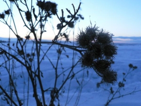 Fotograf roku v přírodě 2010 - Přežívam i když je mi zima
