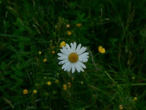 Život květin - Kopretina