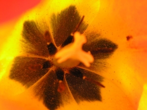 Barevná abstrakce - Uvnitř tulipánu