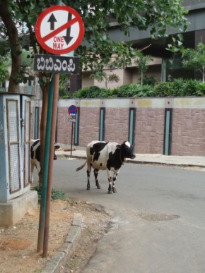 Na ulici - Krávy v jednosměrce