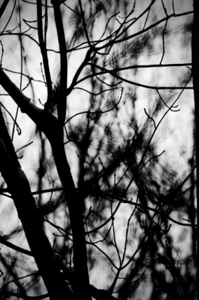 Černobílá poezie - V zajetí stromů