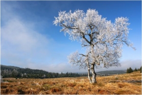 Fotograf roku v přírodě 2010 - Zimní melíry