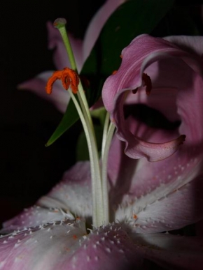 Život květin - Lilie