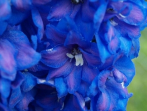 Život květin - Bluewonder