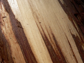 Barevná abstrakce - Struktura dřeva
