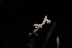 Život květin - Zimu cítí i rostliny