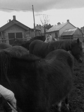 Černobílá poezie - Kone v zime