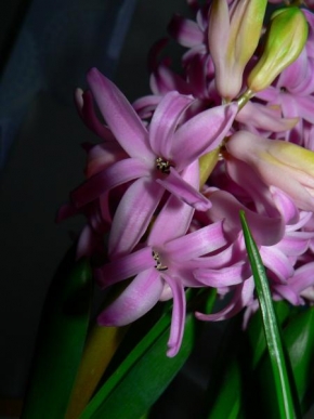 Život květin - Hyacint