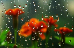 Život květin - Fotograf roku - TOP 20 - Po dešti
