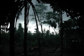 Fotograf roku na cestách 2010 - Džungle kolem řeky Cuyabeno