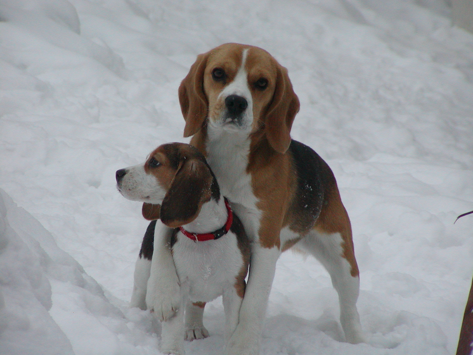 Naše bíglice na sněhu, malá Eli a velká Luccy