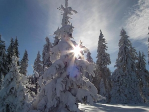 Fotograf roku v přírodě 2010 - Momentka ze zimního lesa