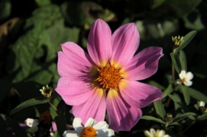 Život květin - V lednické záhrade