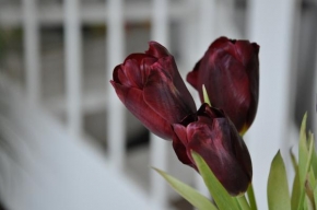 Život květin - Tulips