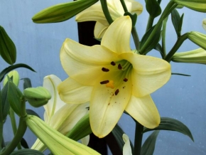 Život květin - Žlutá vůně květu.