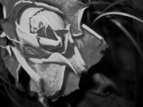 Černobílá poezie - Poezie květu