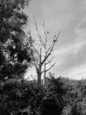 Černobílá poezie - Uschlý strom