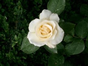 Život květin - Bílá růže