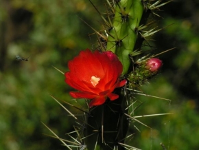 Život květin - Kaktusový květ