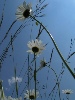 Život květin - Snít v trávě
