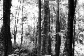 Černobílá poezie - Poezie v lese