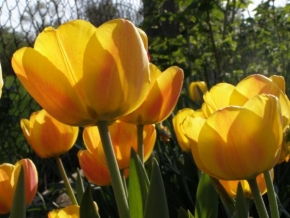 Život květin - Tulipany