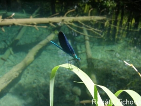 Menší než můj ukazováček - Modrý lesklý motýl v národním parku Krka
